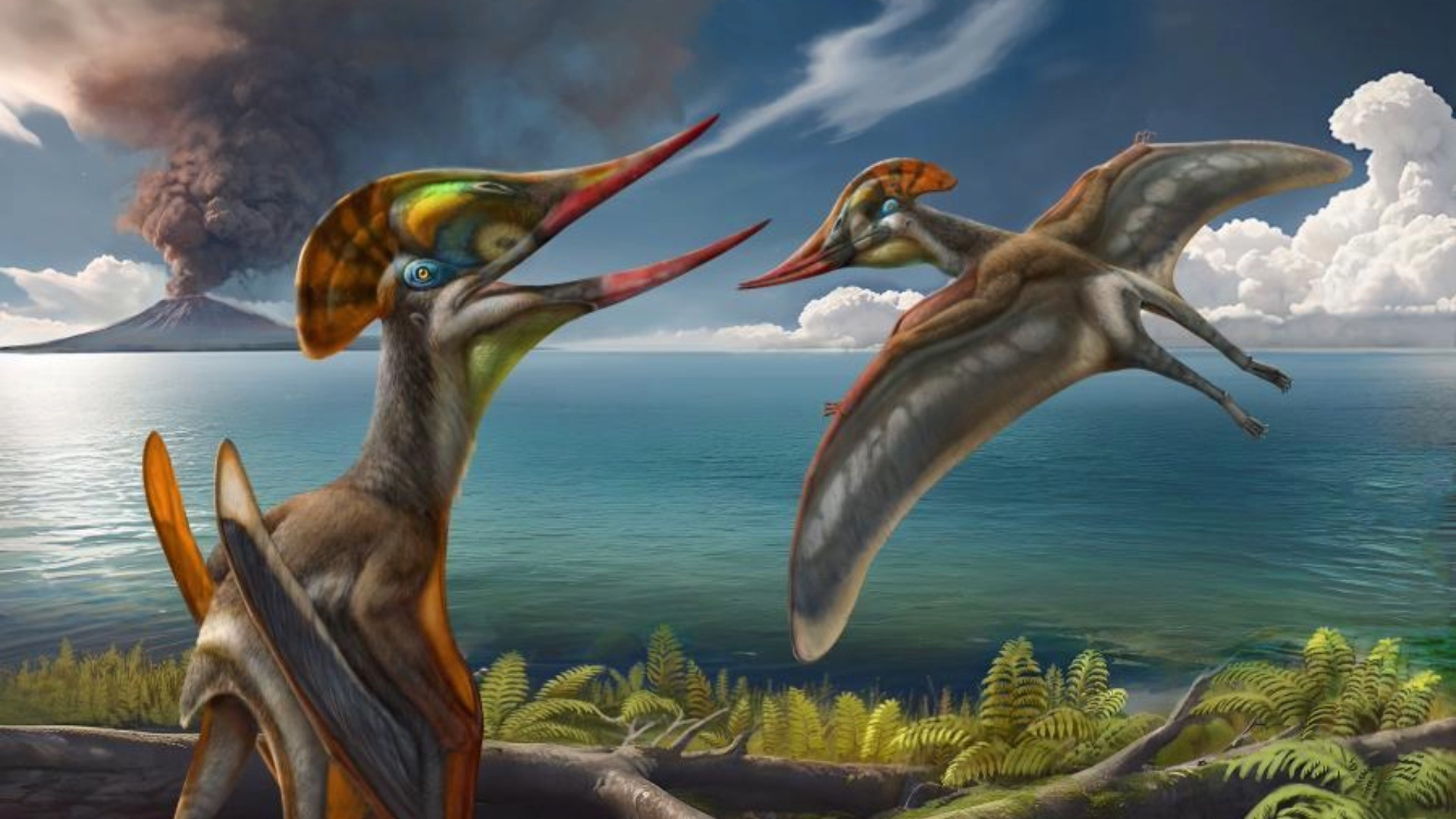 Rare toothless pterosaur fossil unearthed in China