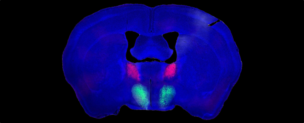 The Brain Circuit Behind Male Libido Has Been Identified in Mice : ScienceAlert