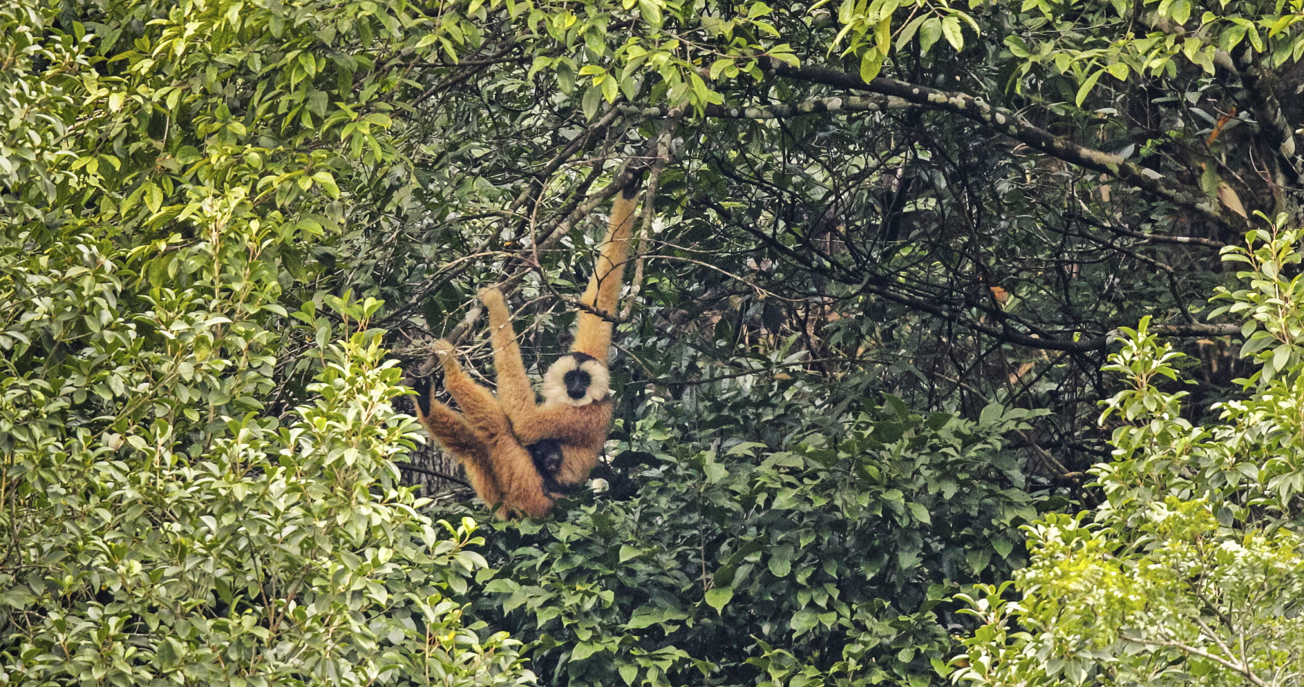 World’s Second Rarest Primate Caught On Film Playing In The Trees