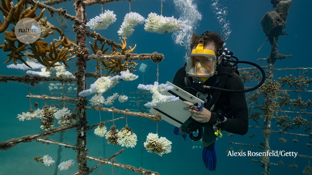 How badly does climate change affect coral? I dive to find out