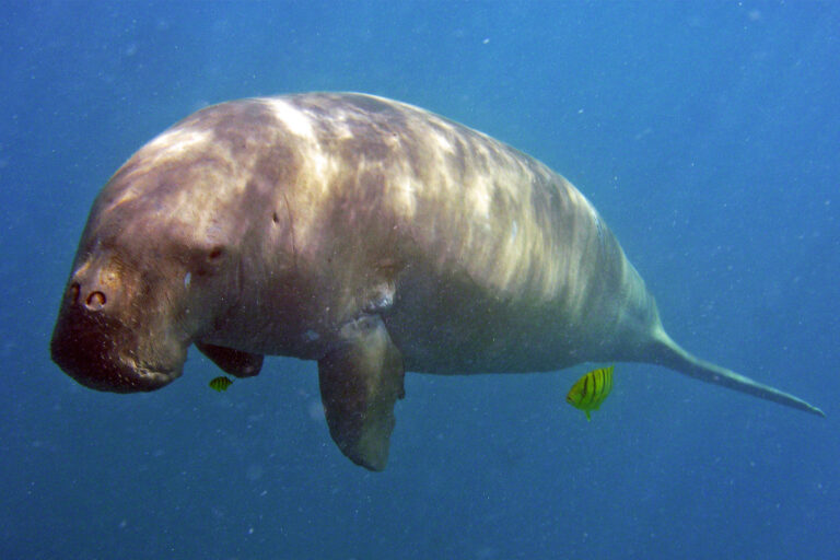 Sumatran dugong hunter struggles to adapt to changing times