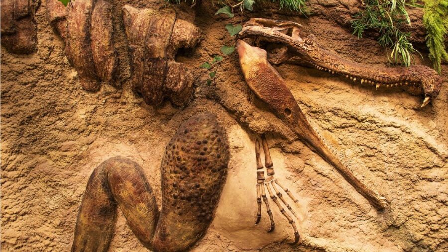 Dinosaur Hormones Fossil Search Underway