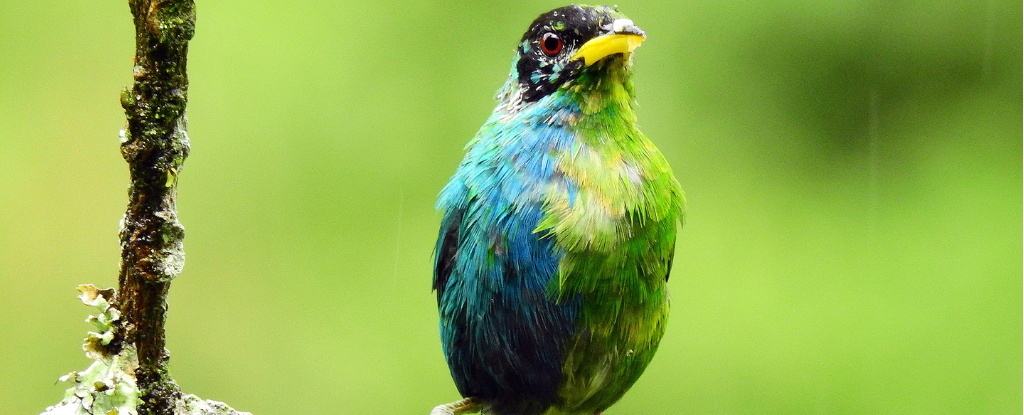 Incredibly Rare Half-Male, Half-Female Bird Caught on Camera : ScienceAlert