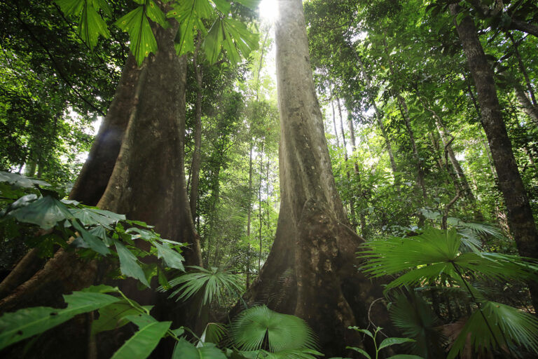 2024 outlook for rainforests