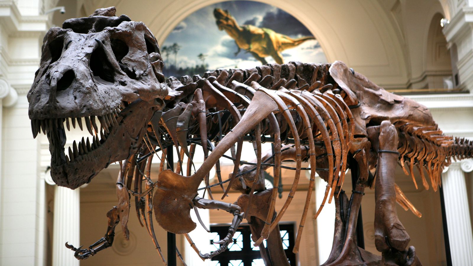 ‘Teenage T. Rex’ skulls belong to different dinosaur, scientists say after decades of debate | Science & Tech News